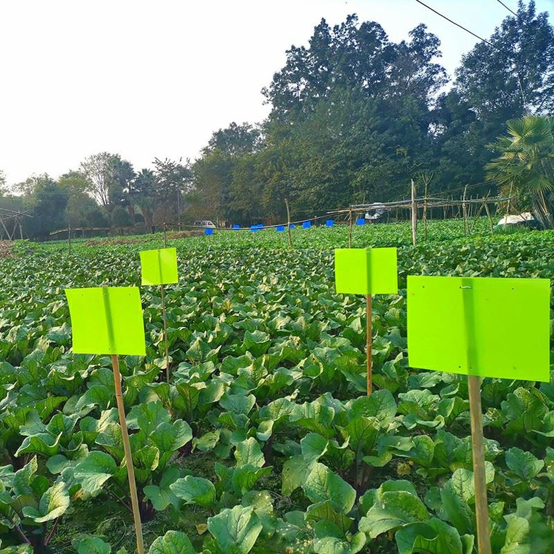Waterproof Sticky Pest Sheet high quality